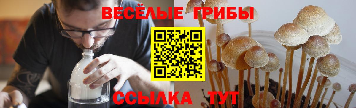 Галлюциногенные грибы Psilocybine cubensis Кулебаки
